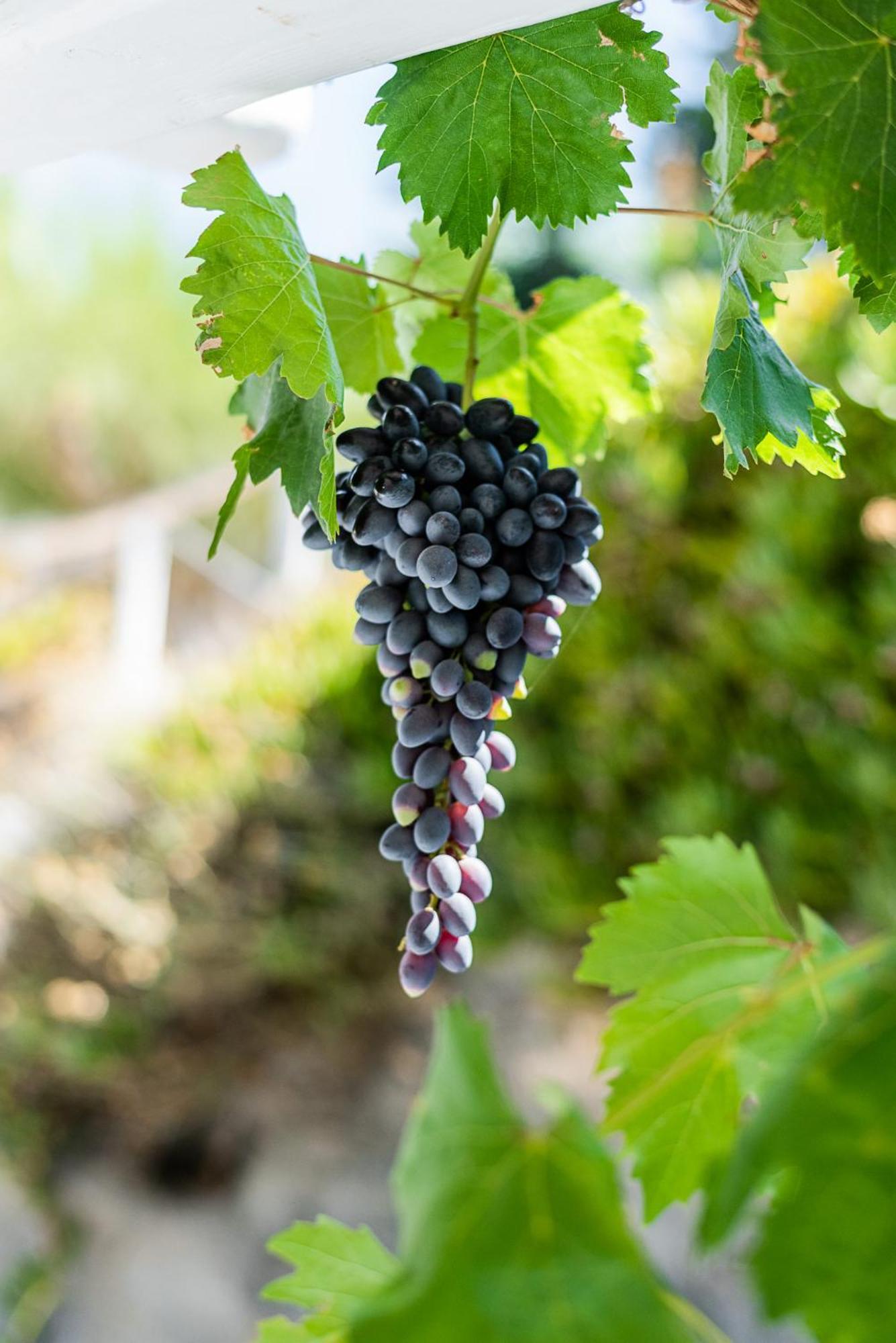 Гостевой дом Kostantakis Winery Estate Поллония Экстерьер фото