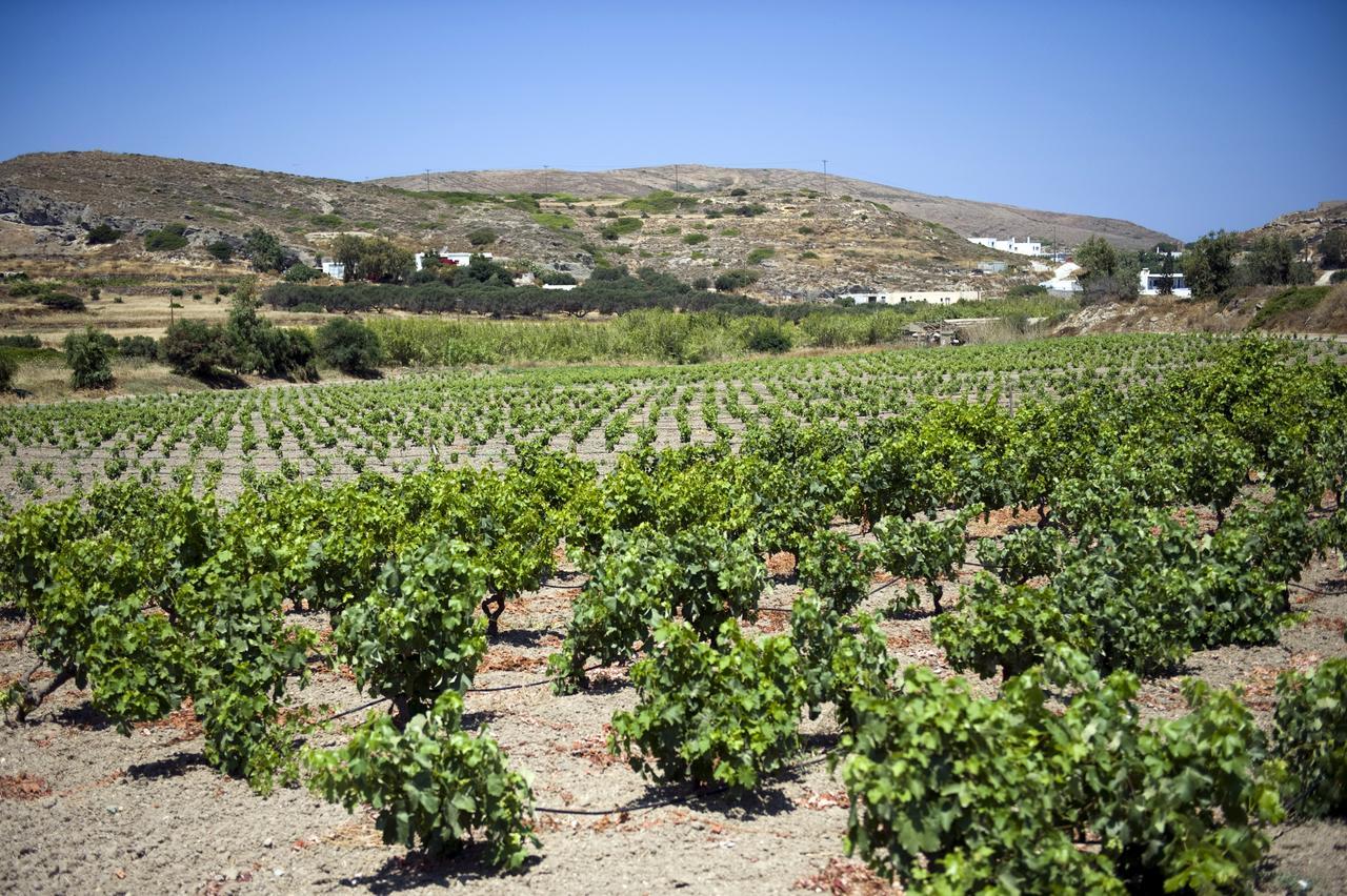 Гостевой дом Kostantakis Winery Estate Поллония Экстерьер фото